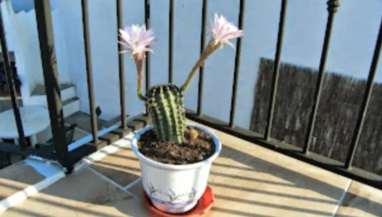 Flowering cactus with pink blooms on the Andaluz patio at Casa Adora, Monte Lope Álvarez, Jaén – The Flexible Chef