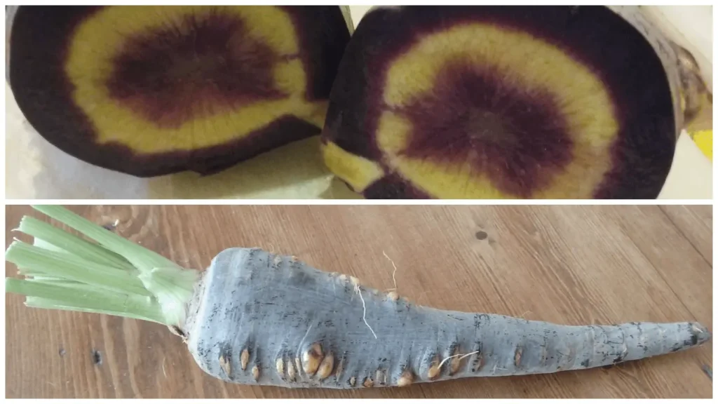 Purple carrots — cross-section showing purple and yellow rings, and a whole zanahoria morá on a wooden surface