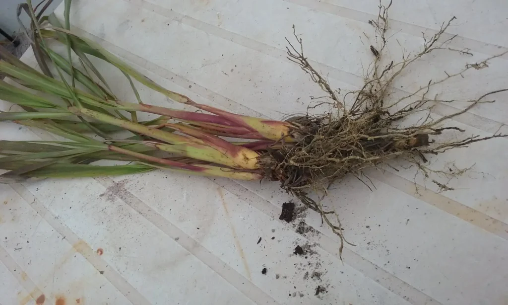 Freshly harvested home-grown lemongrass with roots at Casa Adora — used in homemade Thai lemongrass curry paste