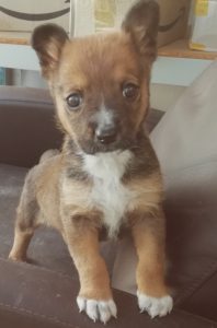 Cute Puppy