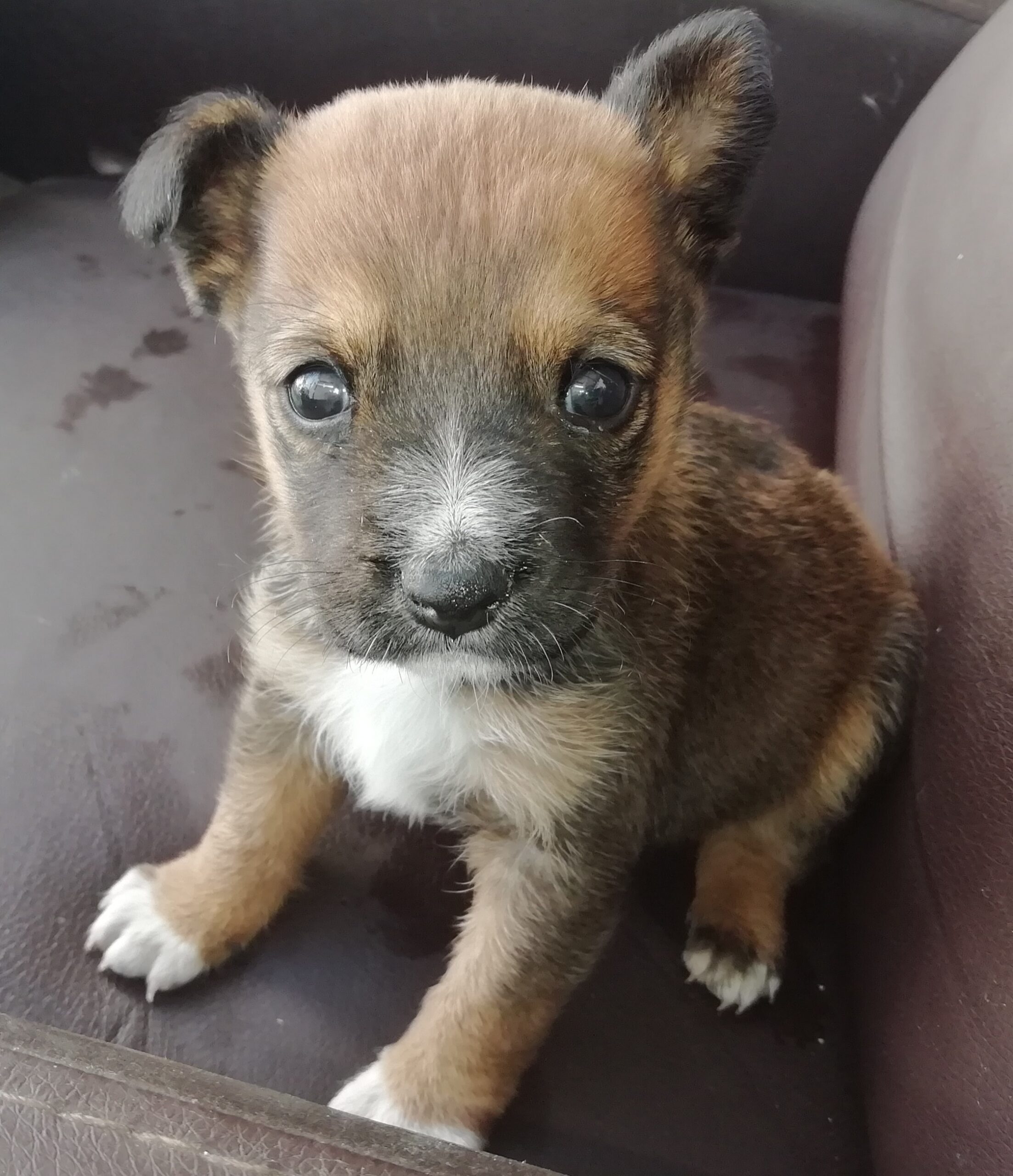 Puppy found in the hollow of a tree. She now lives a happy life with a family in C贸rdoba.