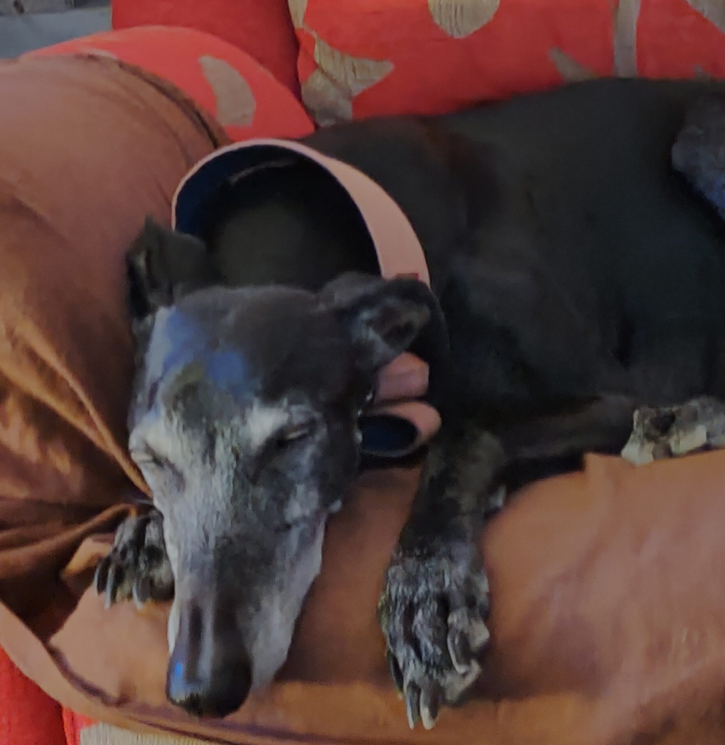 Issy on the sofa