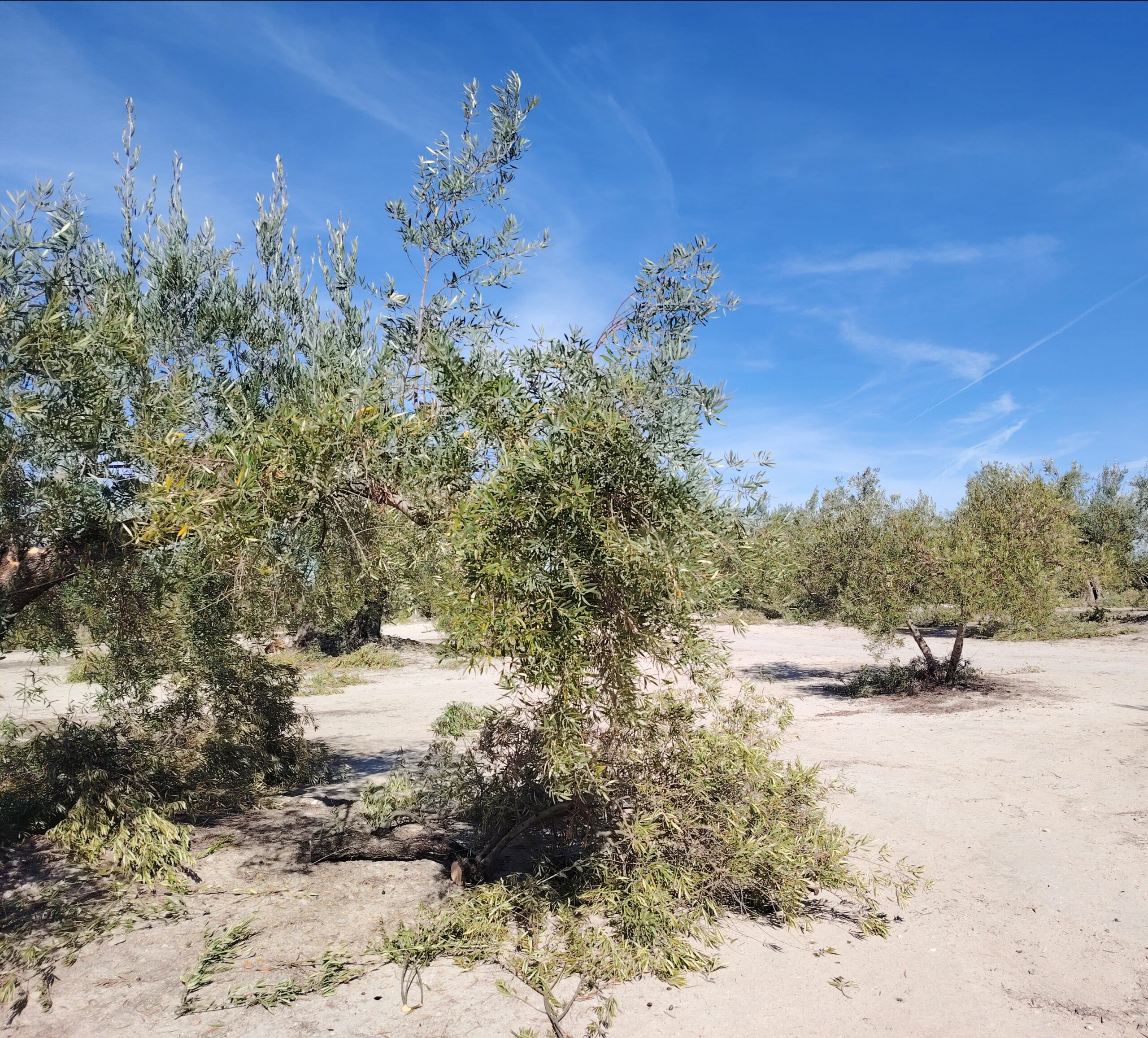Rural Andalucía life