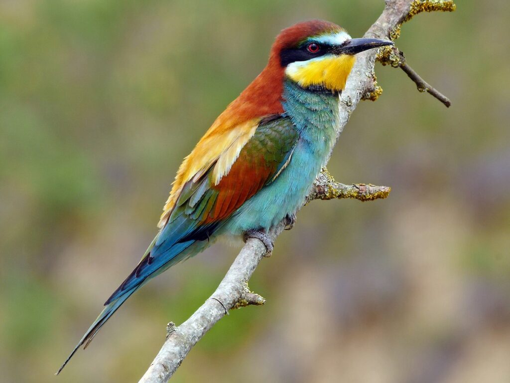 European Bee-eater