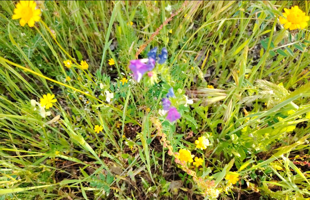 Hairy Vetch and Corn Marigold