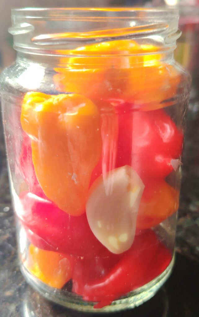 Glass jar packed with red and orange chillies and a few garlic cloves, submerged in brine during fermentation.