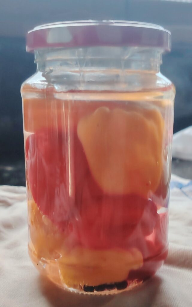 Whole red and yellow habaneros fermenting in a glass jar with salt brine, garlic, and peppercorns for a homemade hot sauce.