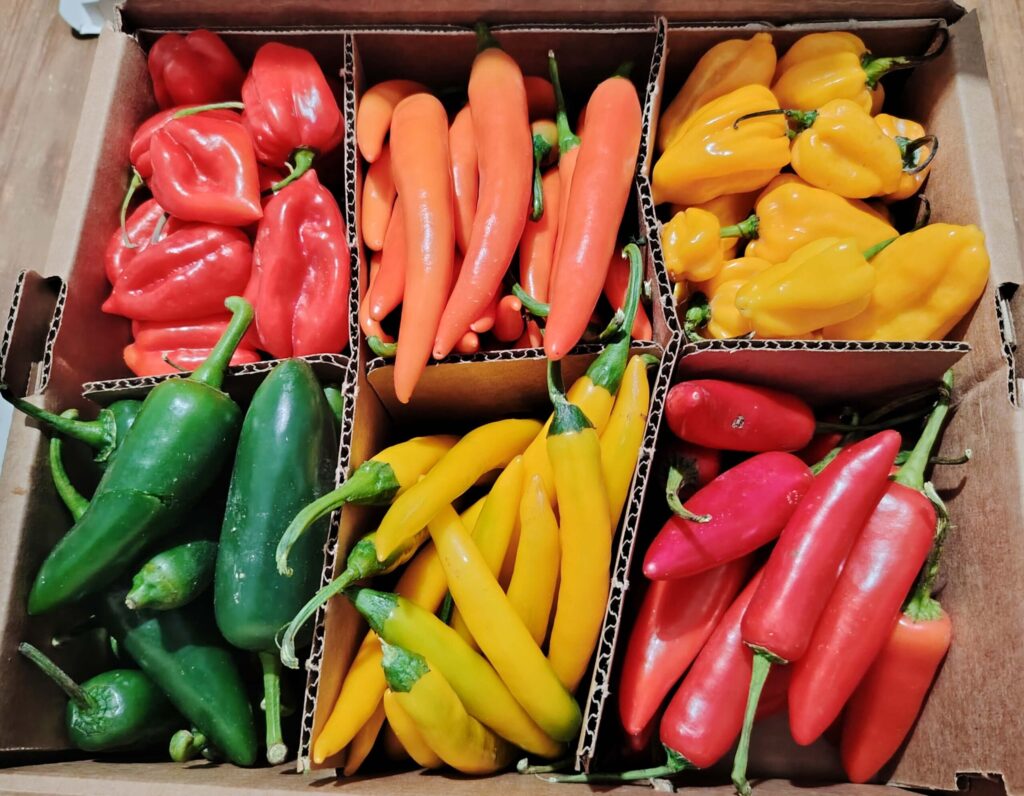 A colourful box of mixed fresh chillies from La Caja Saludable, the first delivery that inspired my small batch chilli oil with fresh chillies.