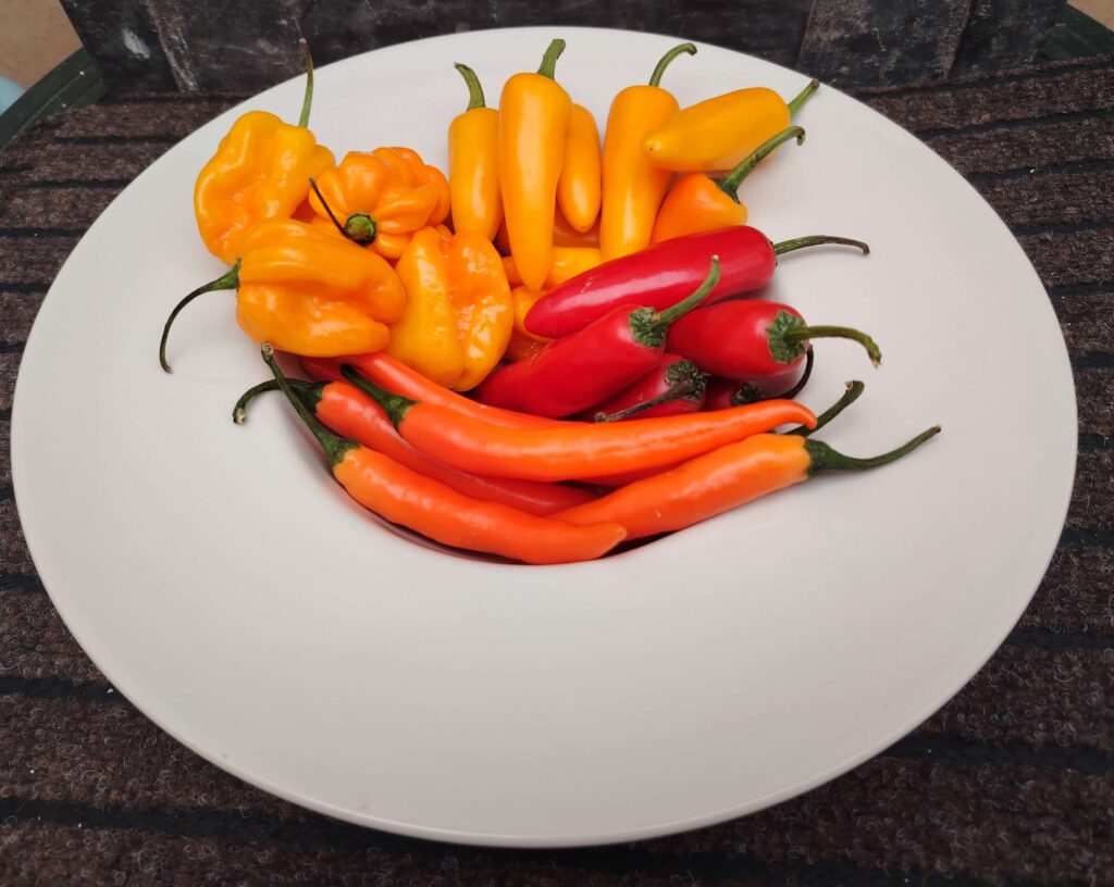 A plate of mixed fresh chillies from La Caja Saludable, showing the vibrant variety that inspired my small batch chilli oil with fresh chillies.