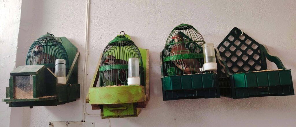 Caged reclamo partridges in an Andalusian almacén — female decoy birds used in traditional Spanish hunting