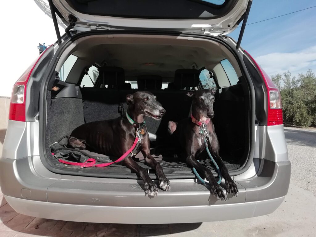 Two black greyhounds sitting in the open boot of a car on a sunny day.