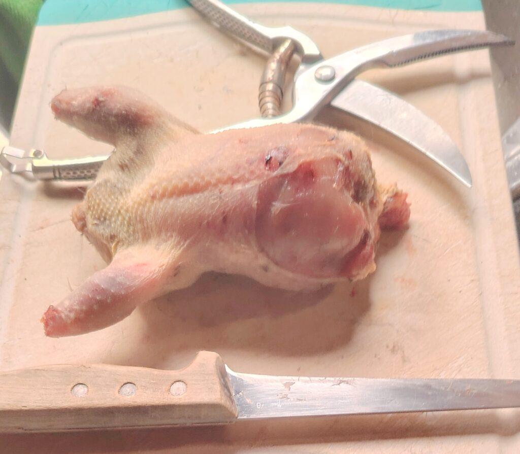 A wild partridge plucked and drawn on a wooden chopping board, with kitchen scissors and a carving knife
