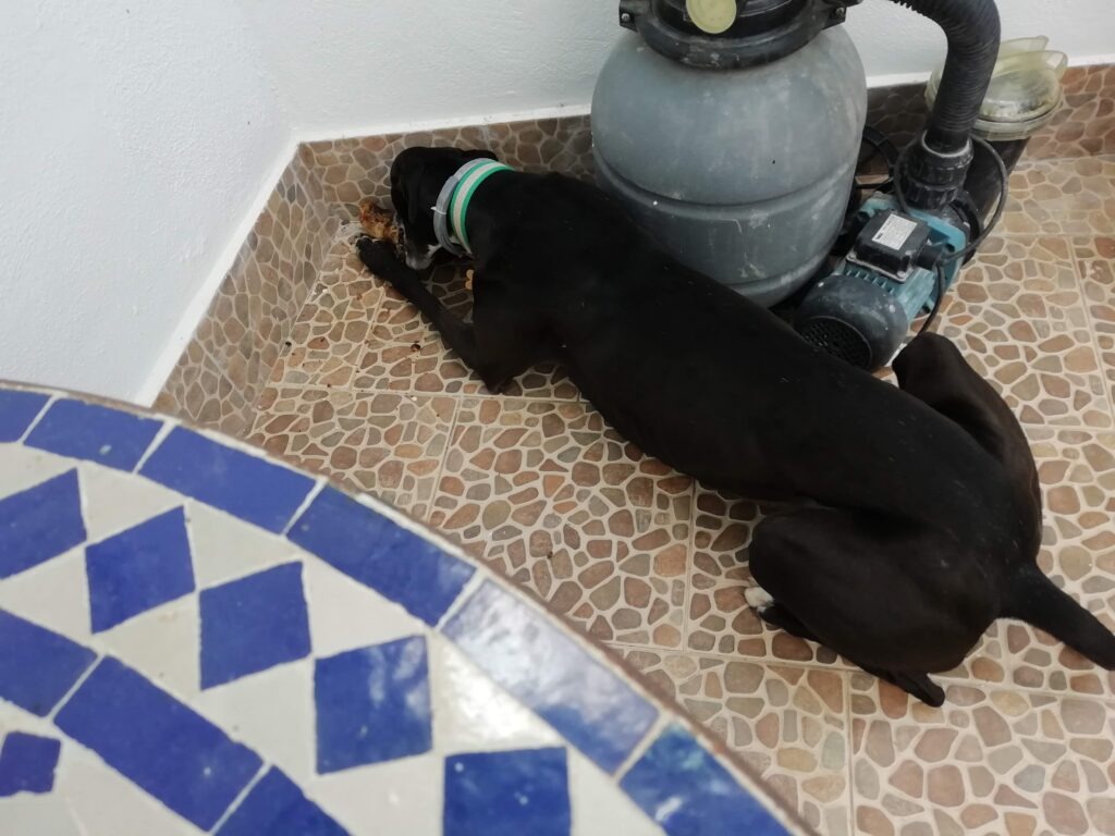 Poppy Tinribs the rescue greyhound finding a quiet corner to rest in her Spanish home