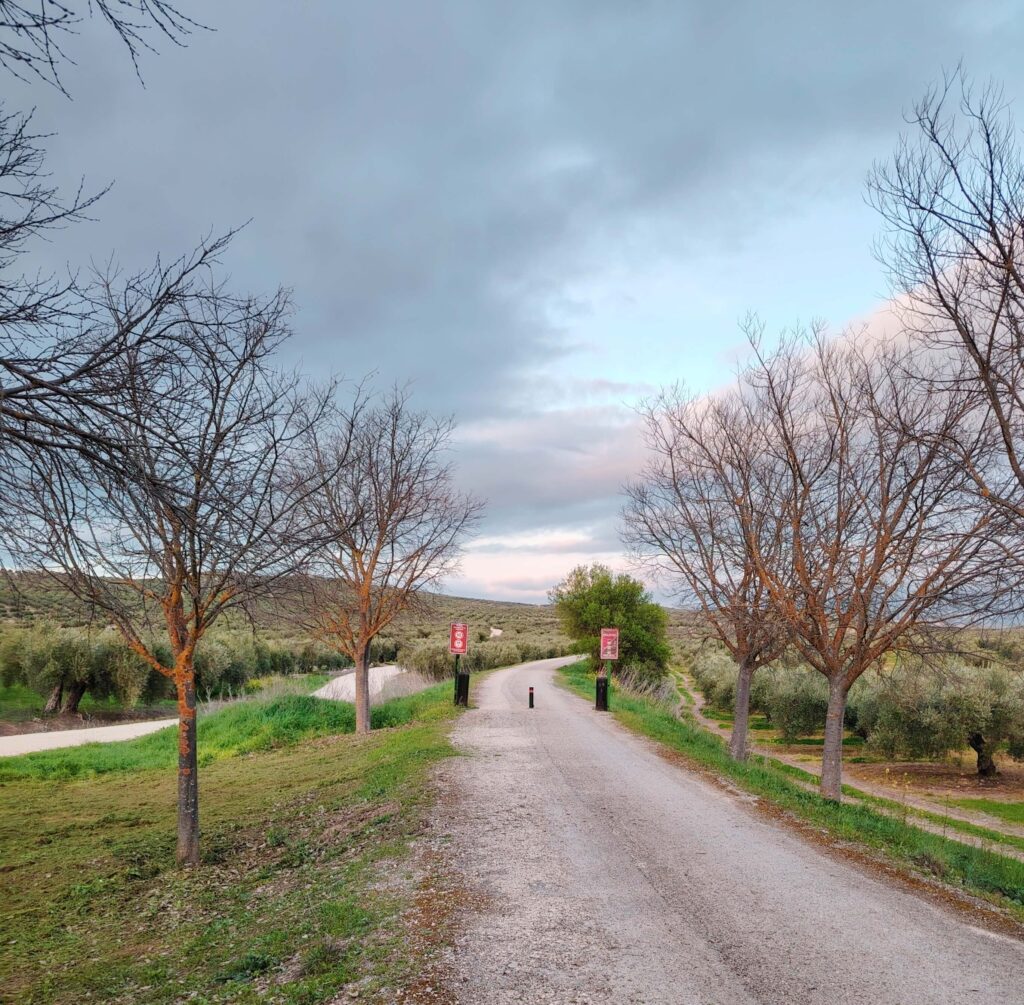 Gravel road lined with bare winter trees on the Camino de Aceite olive oil route in Spain