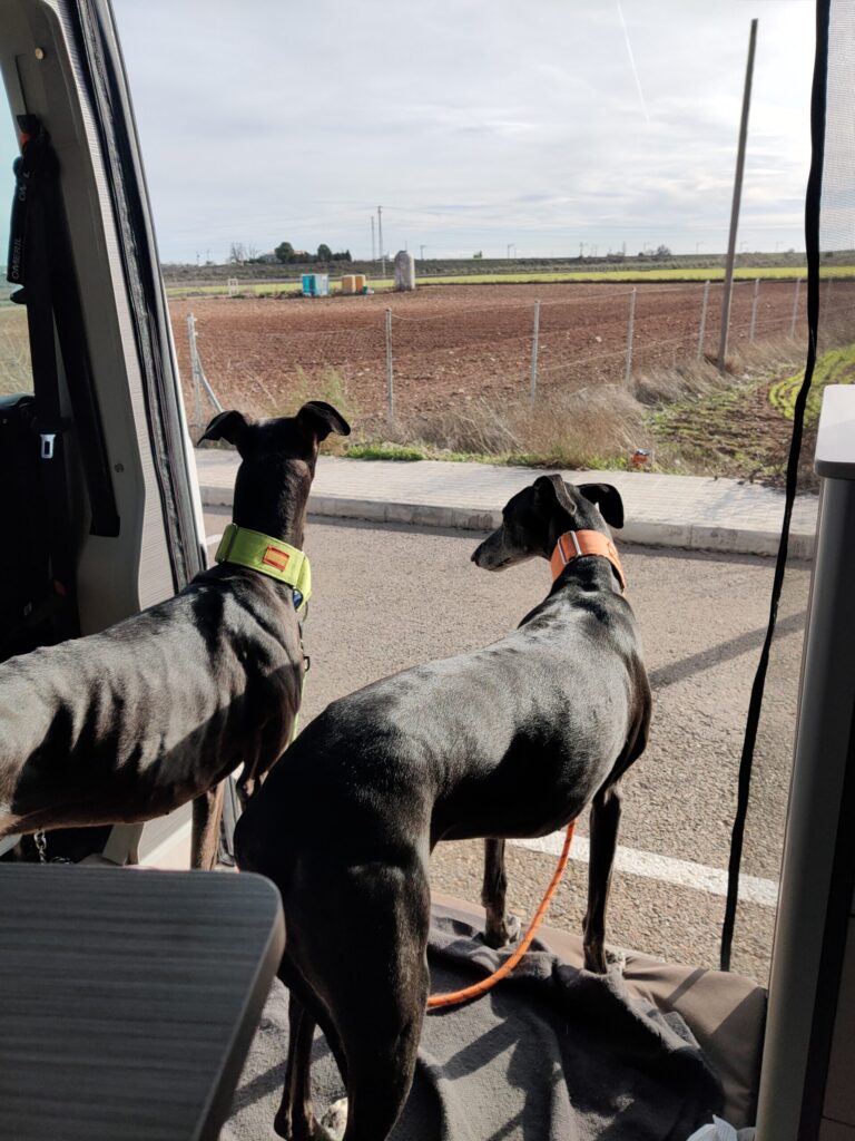 Detective Tinribs and Issy looking out from the campervan during their travels in Spain