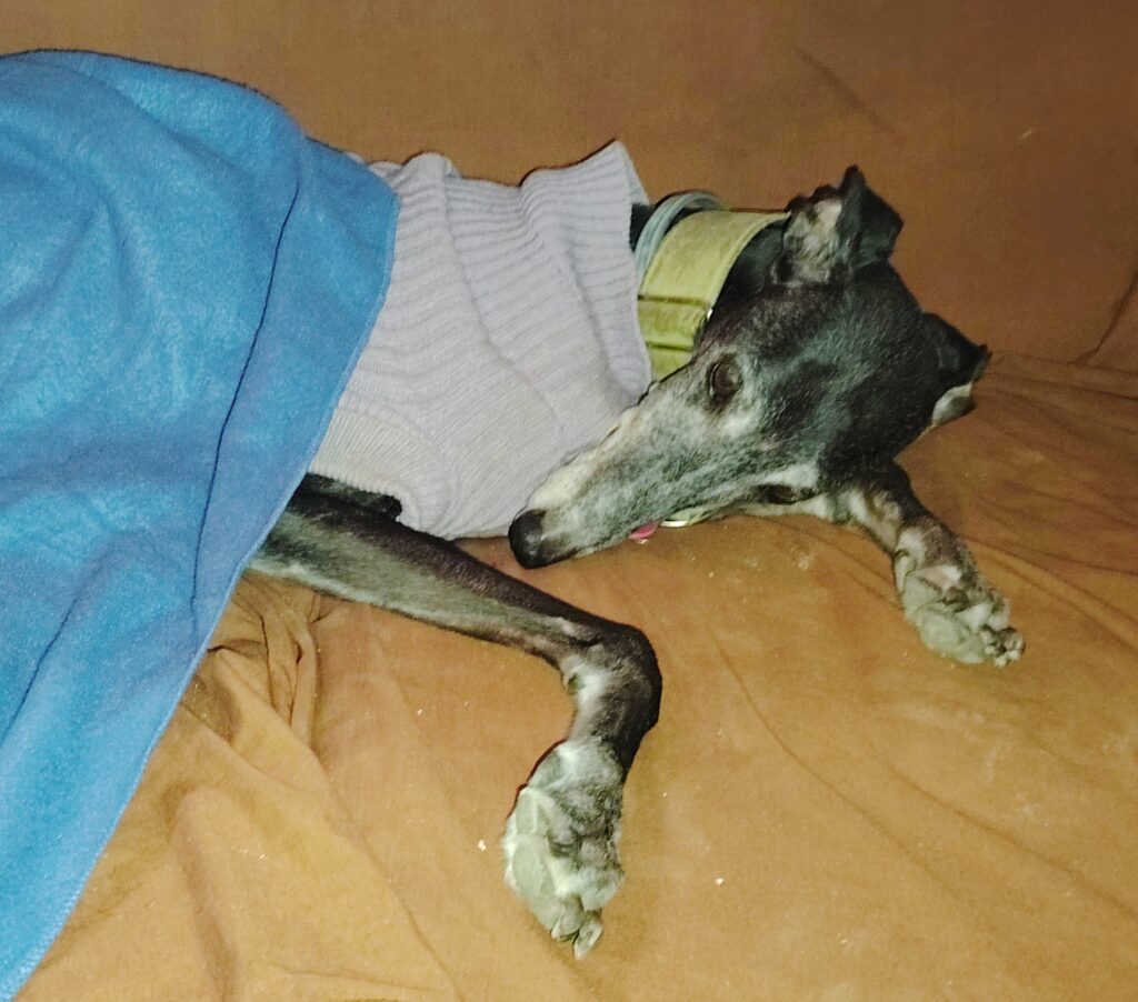 Greyhound detective Poppy resting in her jumper during her final kids mystery story.