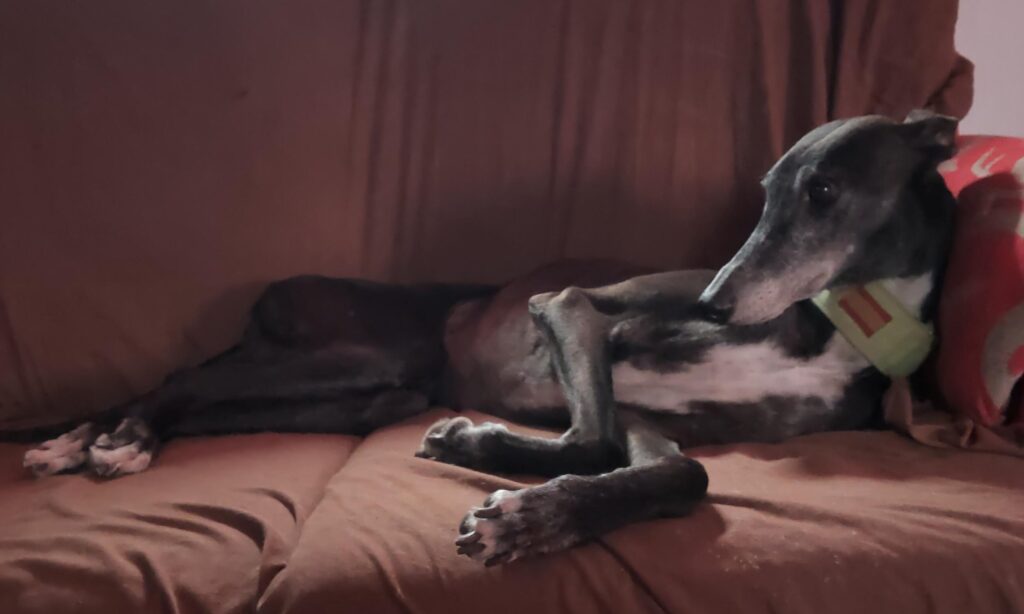 The real-life greyhound detective Poppy relaxing on a sofa in Spain.
