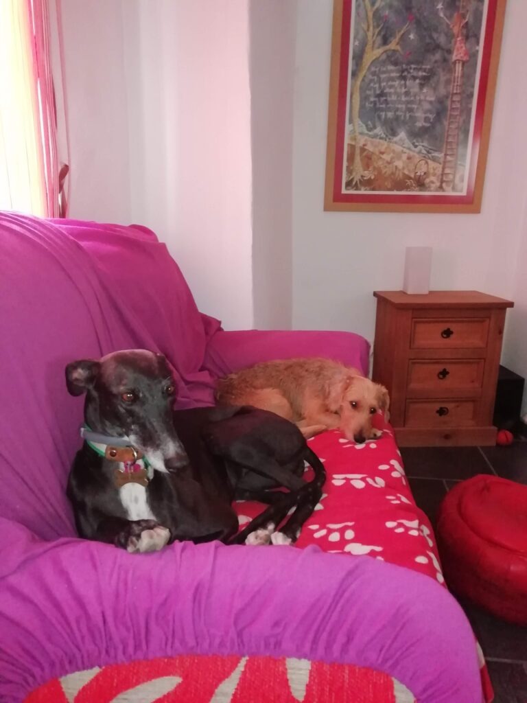 Poppy Tinribs sharing the sofa with Toffee, a foster dog she welcomed into her home.