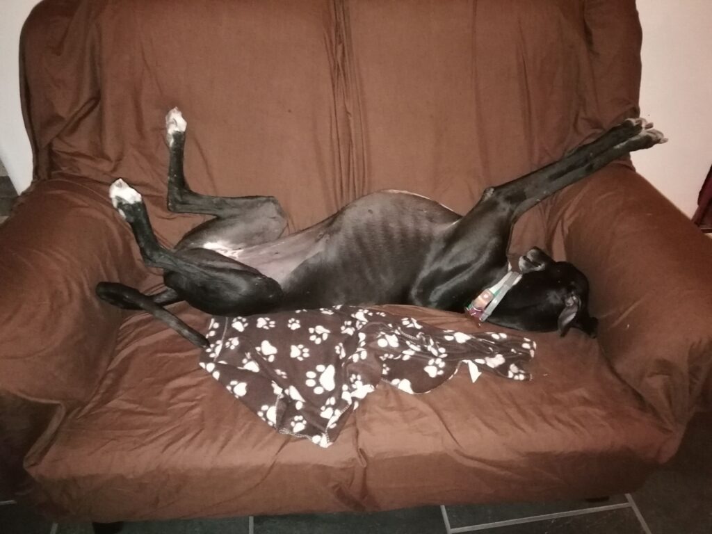 A rescue greyhound 'roaching' on a sofa, showing complete trust and comfort.