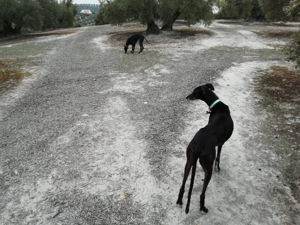 Poppy Tinribs and Issy, two rescue greyhounds, exploring the Spanish olive groves in rural Andalucia.