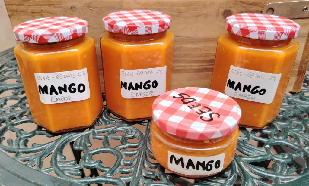 Four jars of Mango Ember fermented mango hot sauce with red gingham lids on a cast iron garden table — The Flexible Chef